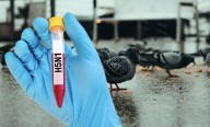 Confirman influenza aviar en aves de Galveston: autoridades piden precaución