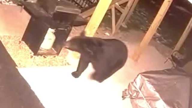 Bear spotted in Crescent Township, Allegheny County