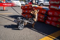 Croquetón 2025 busca reunir cinco toneladas de alimento para animales rescatados