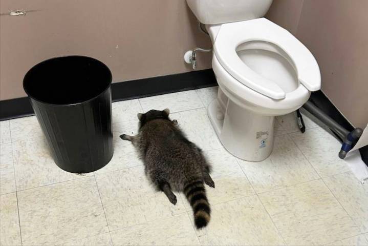 Drunken raccoon makes a mess, passes out in liquor store bathroom