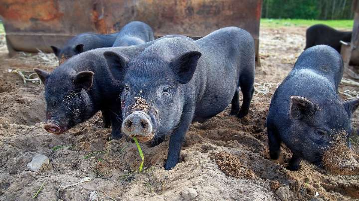 Assam: Three New African Swine Fever Epicentres Found