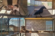 Cateo en Los Cabos revela jaguar, león africano y más fauna silvestre en un domicilio