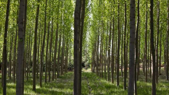Granada premia una tesis pionera que revoluciona la construcción con madera de chopo de la Vega