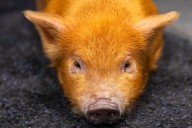 Pig found hoofing it through Michigan snowstorm traced to local pet shop purchase