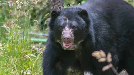 Tamá, el oso que vuelve a casa