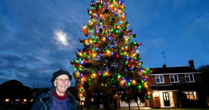 Christmas tree widow planted in 1979 has grown 50 foot high