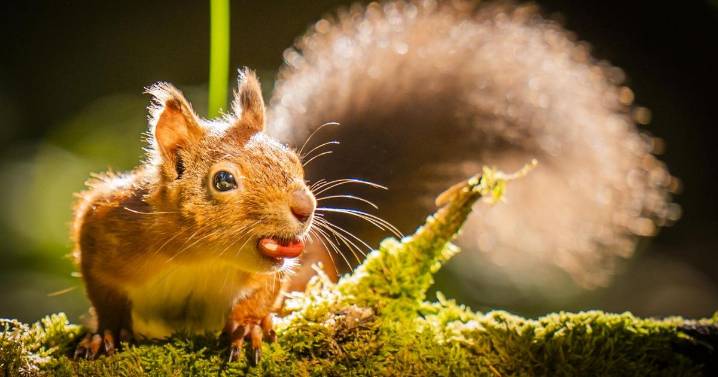 Red squirrel range increases 25% in Highlands following reintroduction project