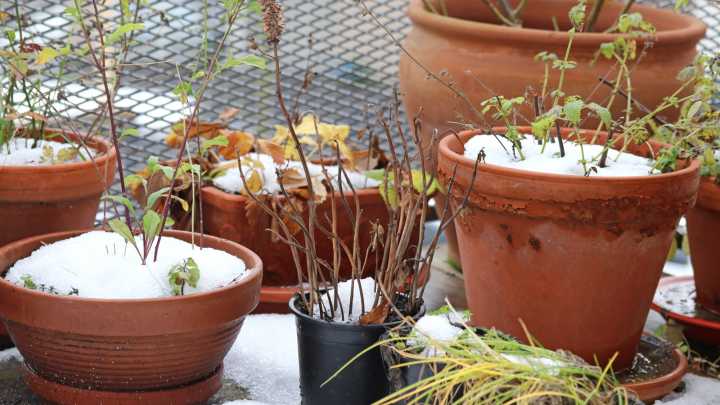 8 Common Items That Can Keep Your Outdoor Planters Insulated During Winter