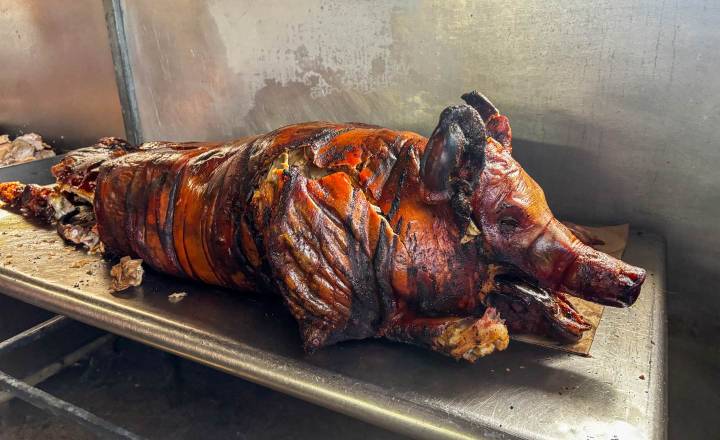 Cerdo del país intenta sobrevivir