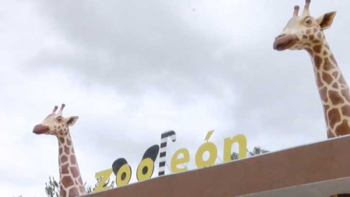 Doce Perros Atacan a Borregos Muflones en el Zoológico de León; Reportan Muertos