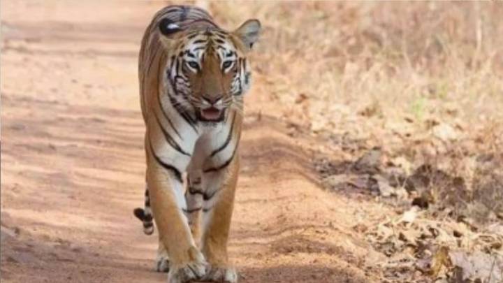 4 tiger cubs, rescued and reunited with mother, die of viral infection in Mysuru