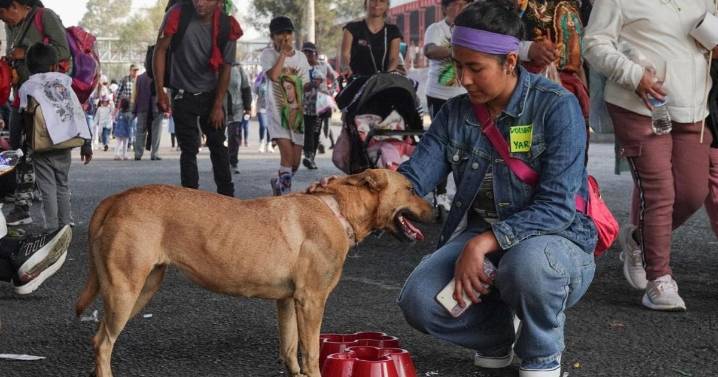 Operativo Perrito Peregrino: busca ayudar a lomitos abandonados en la Basílica de Guadalupe
