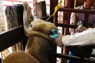 Ganaderos y gobierno de México trabajan en conjunto contra gusano barrenador