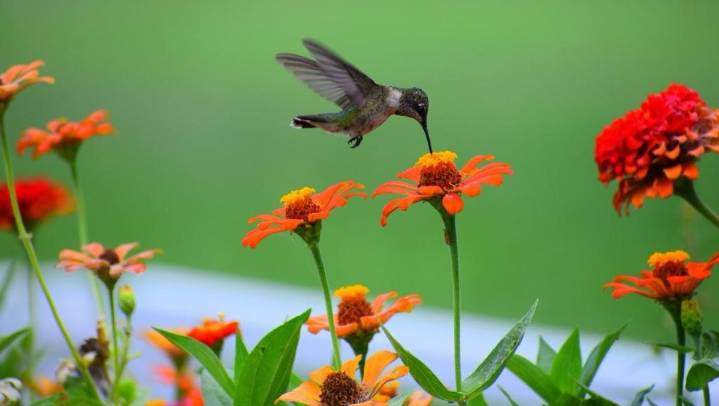 Edomex crea primer Centro de Investigación para restaurar biodiversidad