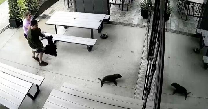 Baby seal wanders into New Zealand bar as owner uses pizza topping to lure pup out of hiding