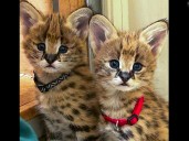 Nashville Zoo Introduces Twin Serval Kittens