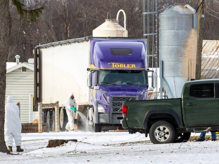 As bird flu spreads in Strathroy-Caradoc, a breakdown of CFIA’s response