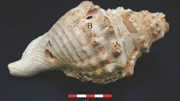 6,700-Year-Old Shell Trumpets Were Prehistoric Communication Tools, Study Suggests