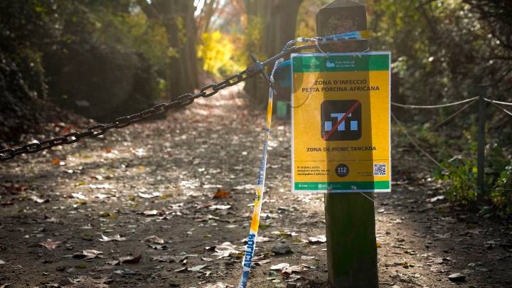 Confirmados tres nuevos casos de peste porcina africana en jabalíes en Cerdanyola del Vallés