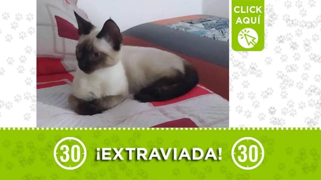 ¡No asuste a la gatica! La hermosa y muy nerviosa «luci» se perdió en Bello y su familia la busca con urgencia