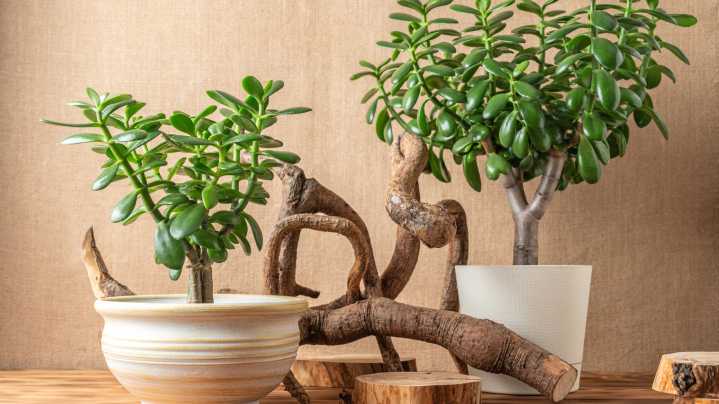 Keep Your Jade Plant Happy This Winter With These Easy Tips