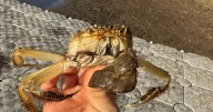 Invasive crab that can climb over 13-foot-high walls spotted in Oregon again
