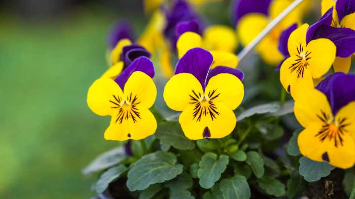 Winter Is The Best Time To Shape Pansy Plants - Here's How To Do It For Nonstop Blooms