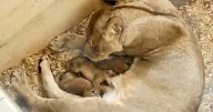 Detroit Zoo welcomes 3 healthy cubs after African lioness gives birth