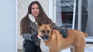 Winnipeg woman says she's shaken after 3 off-leash dogs attacked her pet