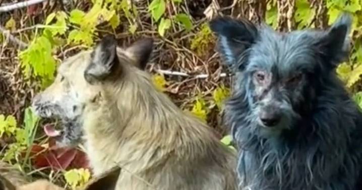 Disgusting theory solves mystery of bright blue dogs living near Chernobyl