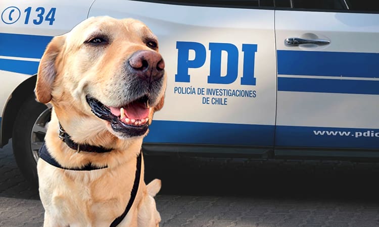 “Leon”, “Marley”, “Honey” y “Athos” entre otros: conoce la nueva camada de detectives caninos de la PDI y el Ejército