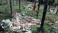 Puttur: Wild elephants destroy banana plantation crops in third raid since monsoon