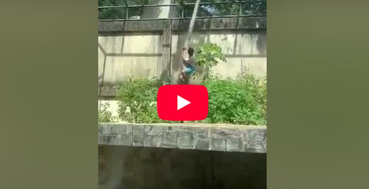 VIDEO: hombre muere tras ingresar al recinto de leones en zoológico de Brasil