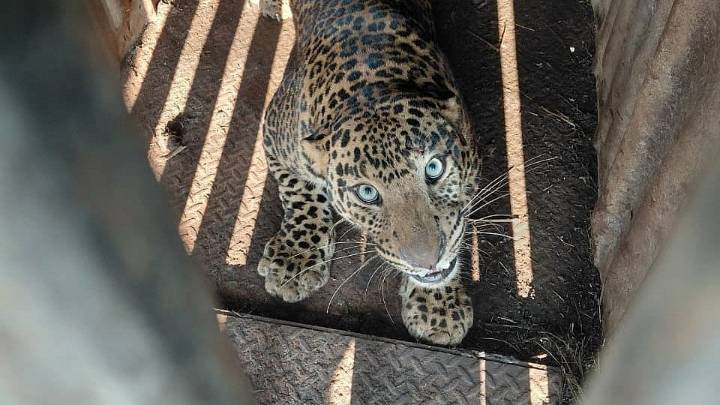 Three Leopards Rescued Near Naikwade Dam; Panic Eases In Nashik Villages