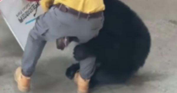 Tensión y gritos en un zoológico: un cuidador sufrió un brutal ataque