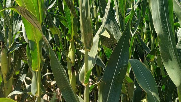 Tregua: más del 90% del maíz temprano ya está a salvo de la chicharrita