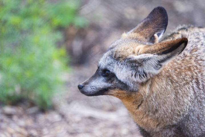 What in the world is a bat-eared fox? Meet the cute canines hiding at the Smithsonian’s National Zoo