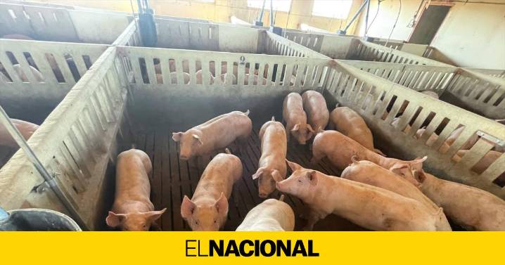 La UE amplía la afectación por peste porcina a 91 municipios catalanes pero deja fuera a Osona