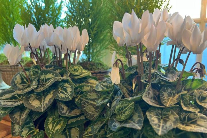 This underappreciated holiday flower has upside