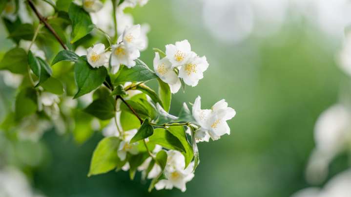 How To Get Jasmine Plants To Bloom: The Easy Tip For Maximum Flowering