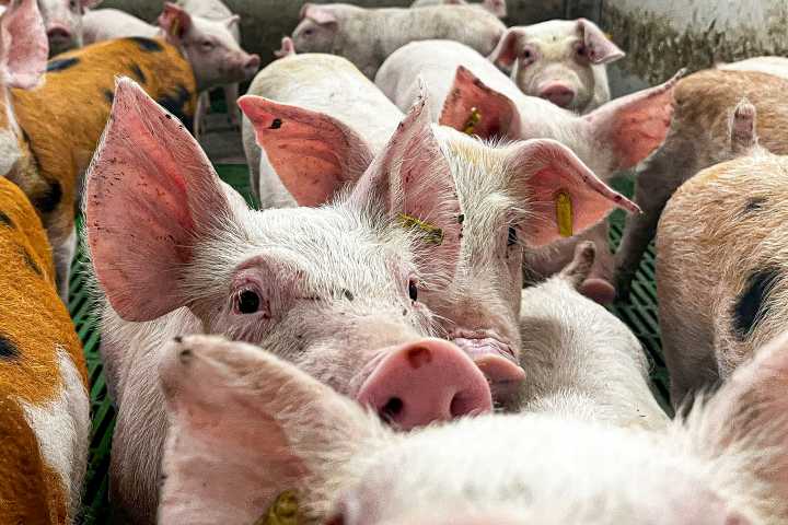 Organizaciones agrarias piden al Gobierno sacrificar 40.000 cerdos y jabalíes por la peste africana