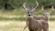 NC deer attacks prompt wildlife officials to warn against keeping them as pets
