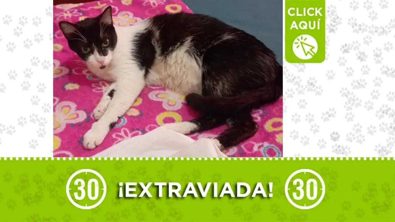 ¡Ayuda! Se busca gatica «Winny» perdida por el Parque de Belén desde finales de noviembre