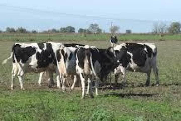 Polémico debate por una tasa a la emisión de gases vacunos: un dirigente rural le respondió a la diputada que ideó el proyecto