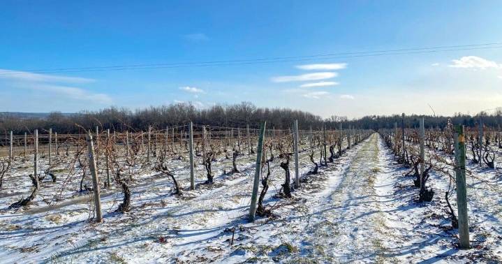 Make it or break it year for some area grape growers