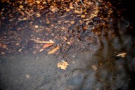 Overnight rain expected in Portland as first of several weather systems arrives