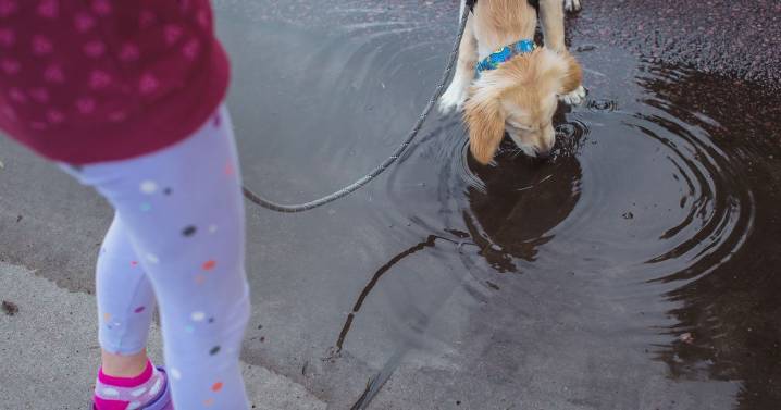 Warning signs of 'serious zoonotic disease' that dogs can pass to owners