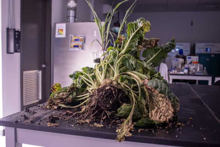 How Vive Crop Protection is helping farmers grow more, while using harmful pesticides less