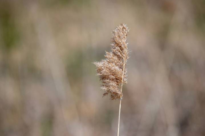 Great Lakes groups get $315K to fight invasive weed phragmites