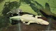San Francisco's beloved albino alligator Claude dies at 30
